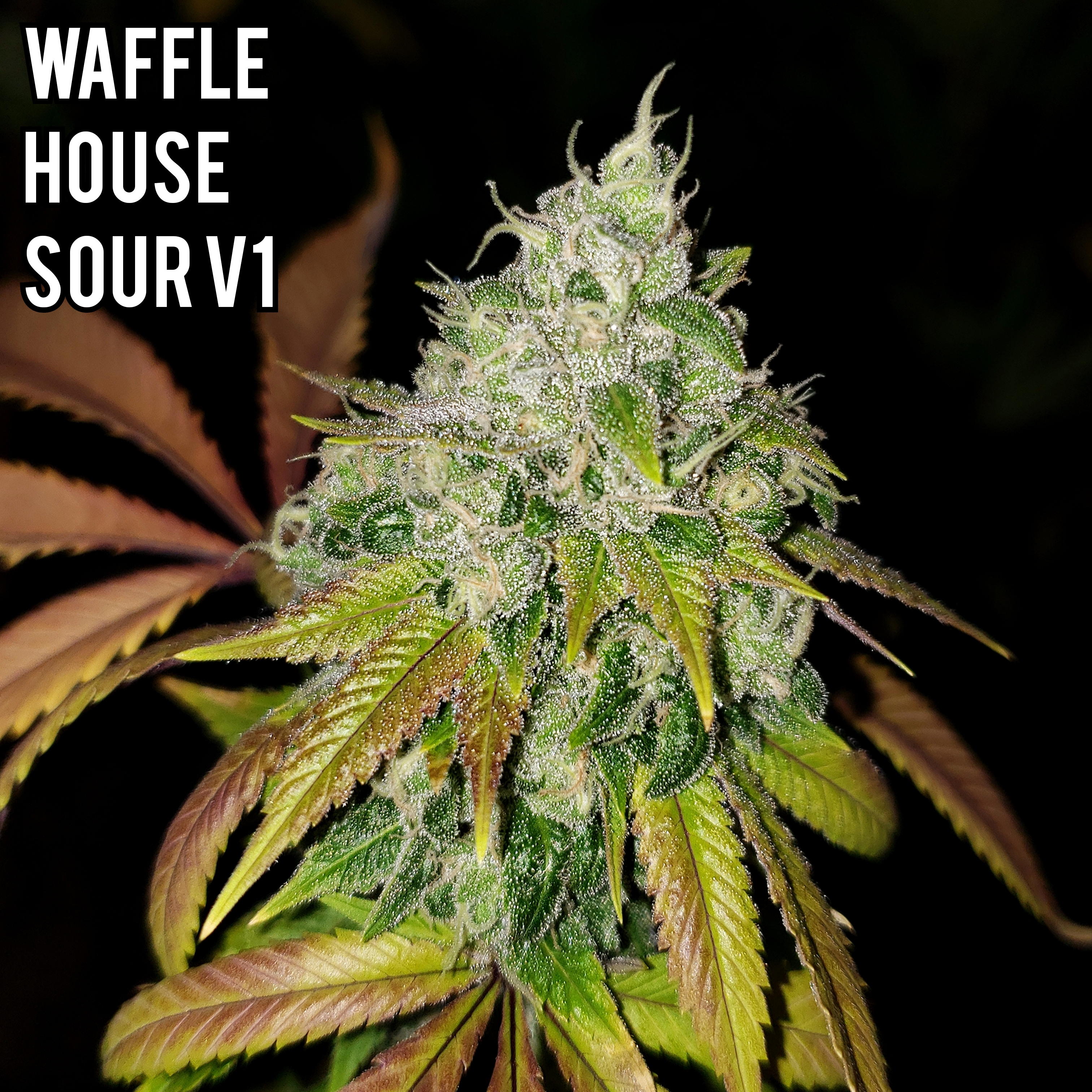 An image of Waffle House Sour V1