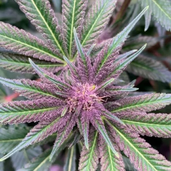 An image of Oregon Hooch