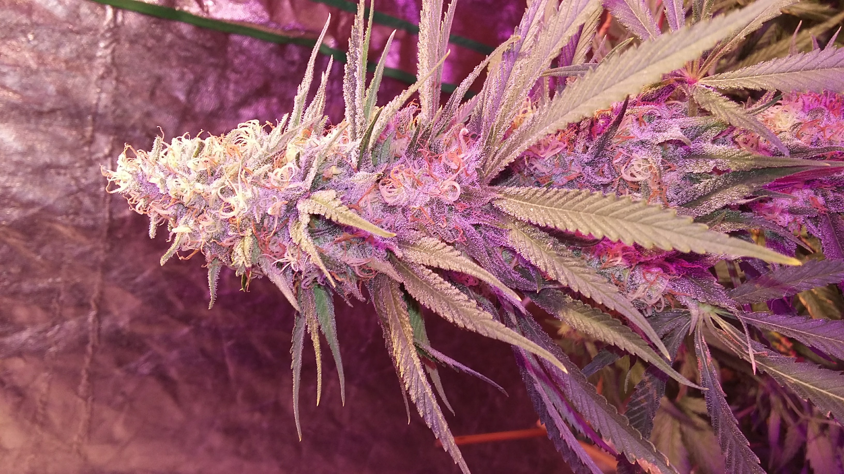 An image of Royal Papaya Kush