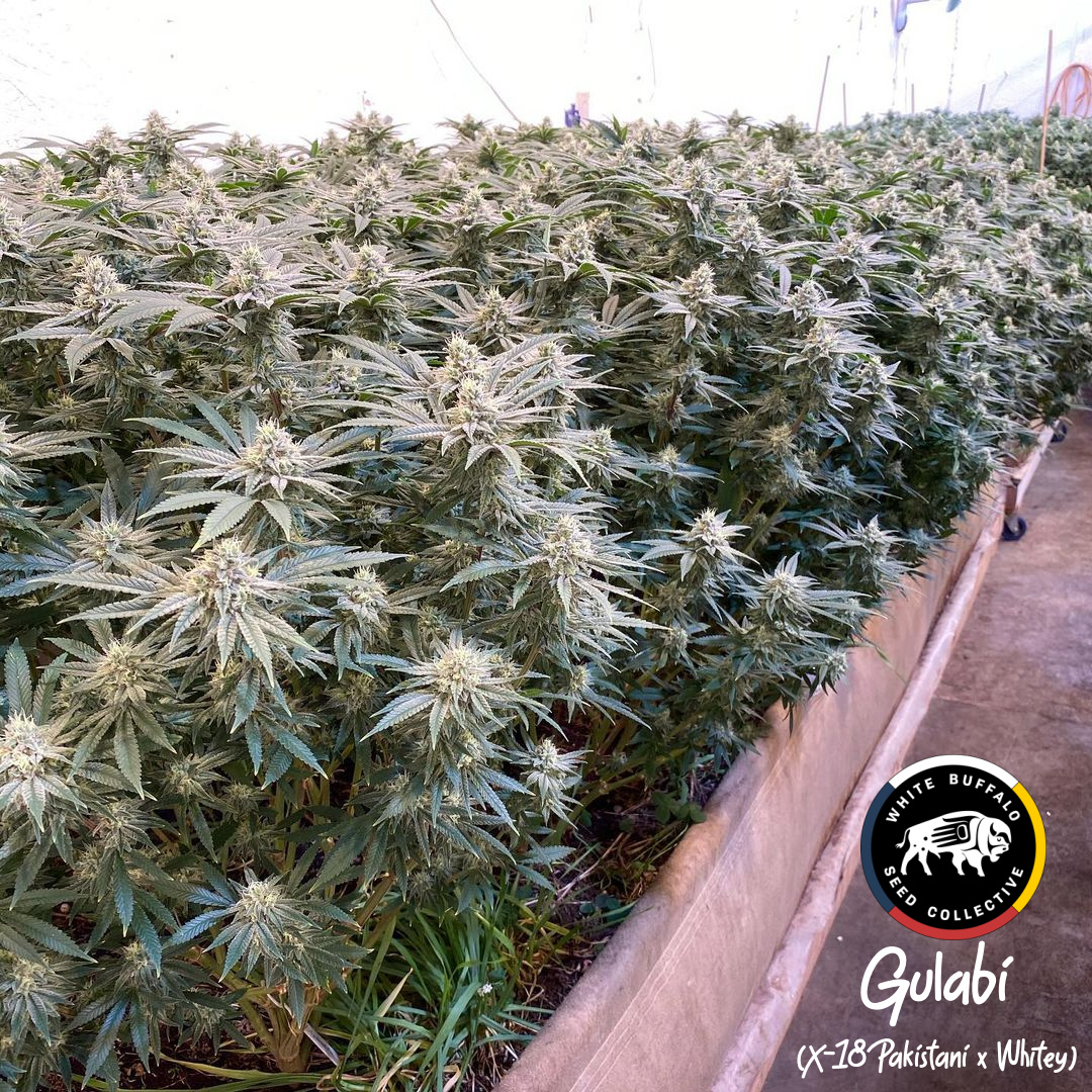 An image of Gulabi