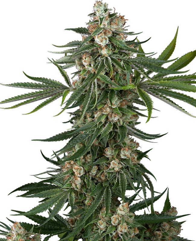 An image of Fallout OG