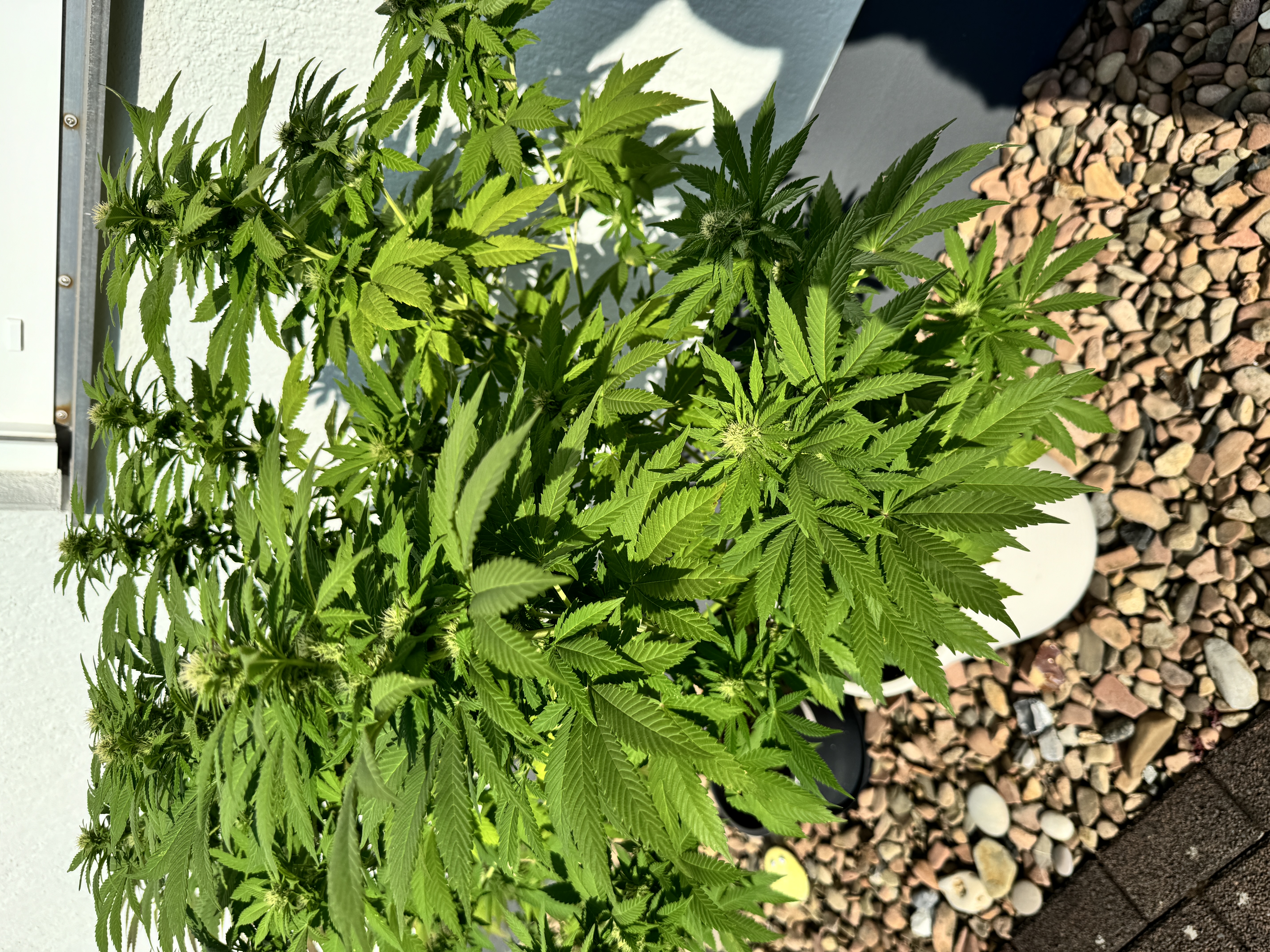 An image of AK 420