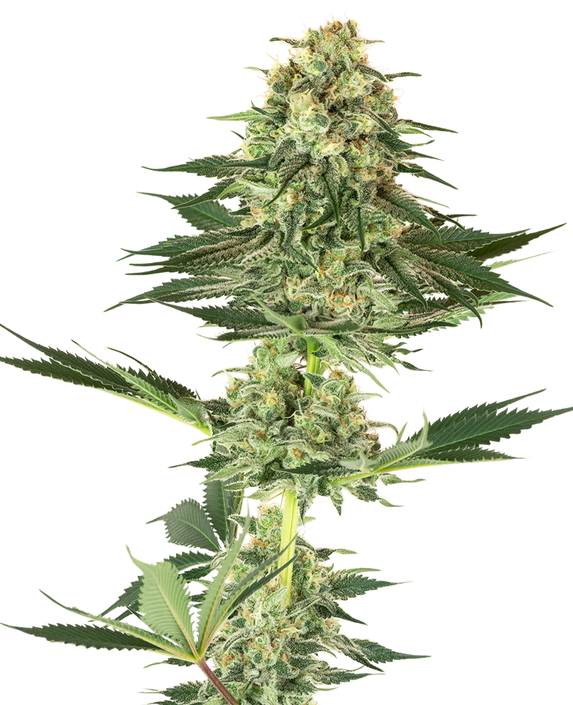 An image of Banana Kush