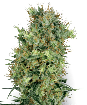 An image of Cali Orange Bud