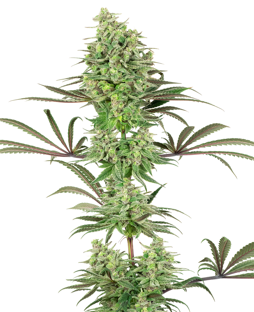 An image of Double Banana Kush