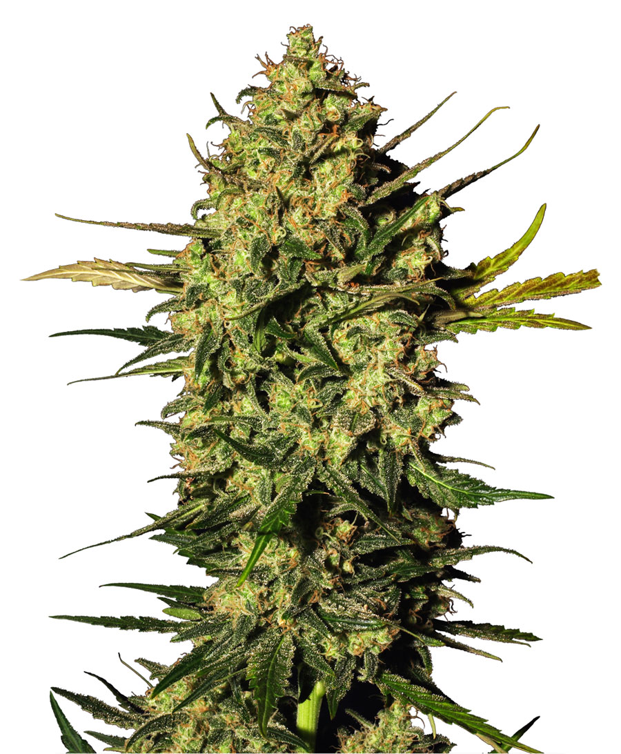 An image of Master Kush Automatic