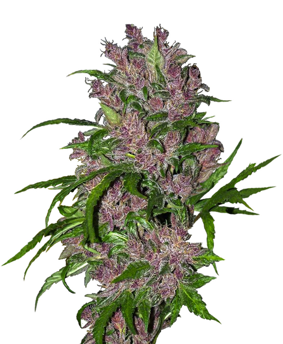 An image of Purple Bud Automatic