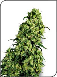 An image of Skunk #1