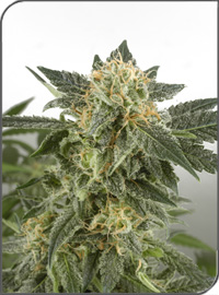 An image of Snow Ryder
