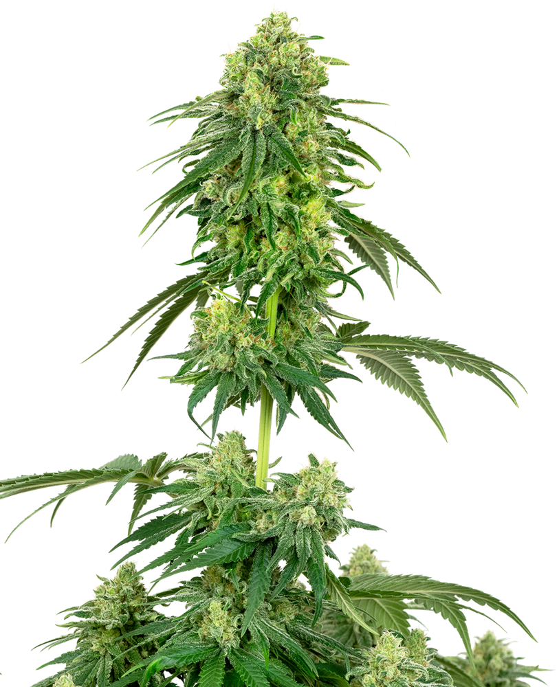An image of Strawberry Kush