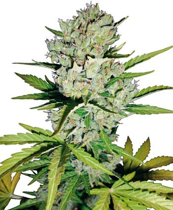 An image of Super Skunk Automatic