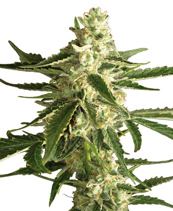An image of White Diesel Haze Automatic