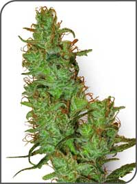 An image of White Label Jack Herer