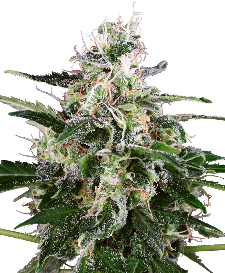 An image of White Skunk Automatic
