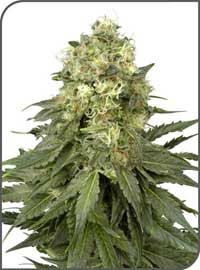 An image of White Widow