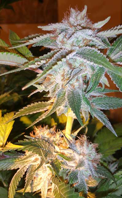 An image of Eden Kush