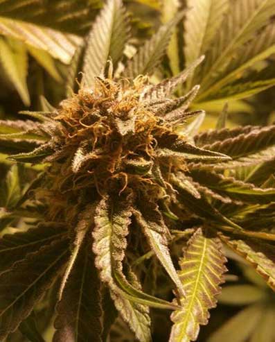 An image of Mana Kush