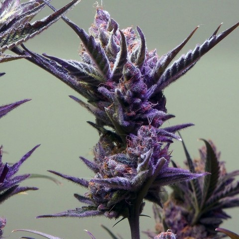 An image of Pop Rocks