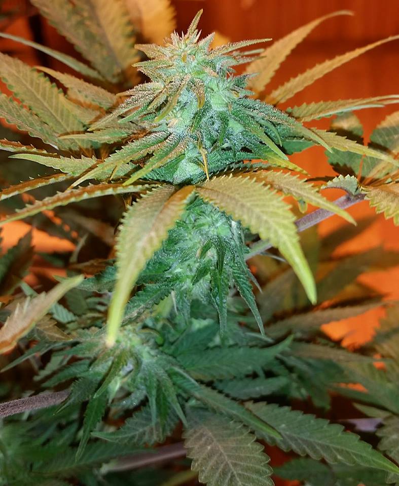 An image of Sour CBD Grenades
