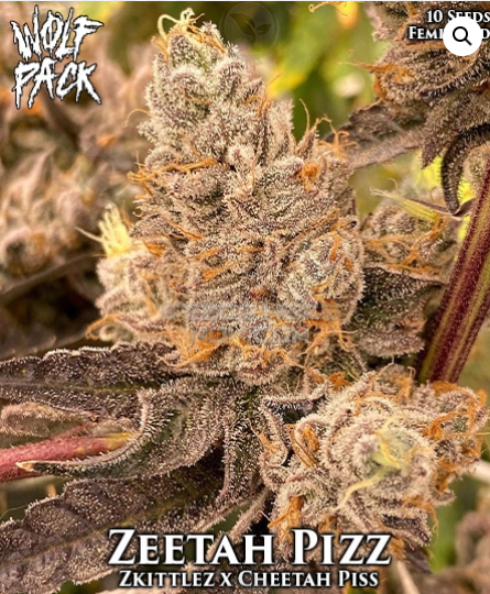 phish DOWN ON THE CORNER THC joint サイケ Zeetah Pizz (Wolfpack Selections) :: Cannabis Strain Info