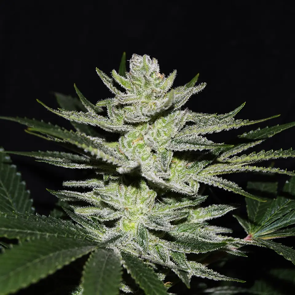An image of Chocolate Thai OG