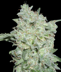 An image of Afgan Kush Special