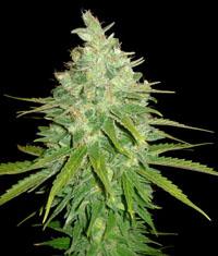 An image of Afgan Kush x Black Domina