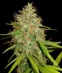 An image of Afgan Kush x Skunk