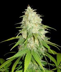 An image of Afgan Kush x White Widow