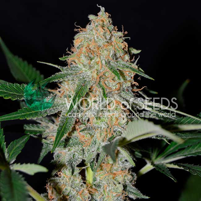 An image of Afghan Kush Early Harvest