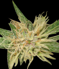 An image of Amnesia