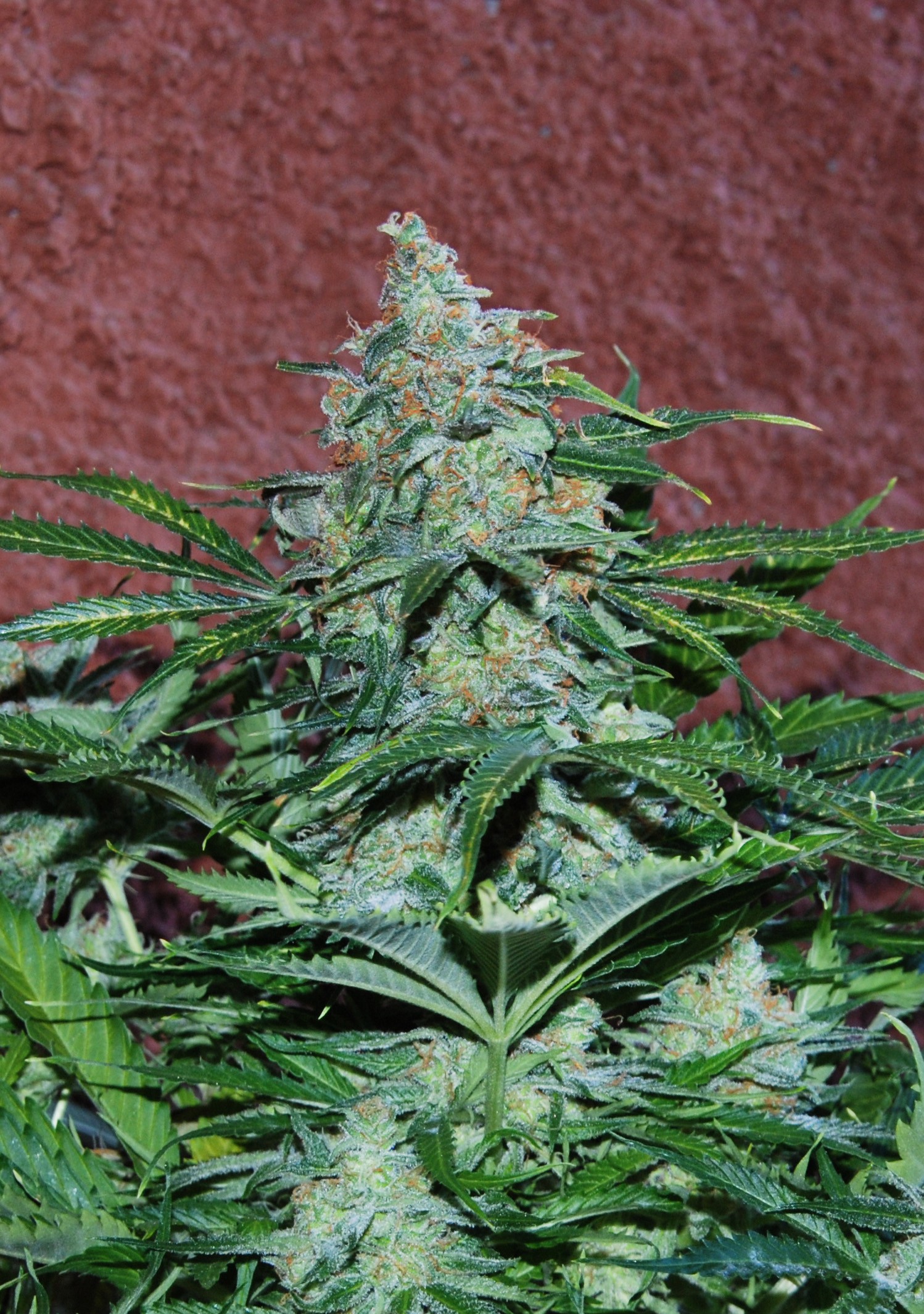 An image of Amnesia Auto