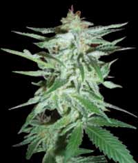 An image of Delirium