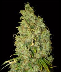 An image of Northen Light x Skunk