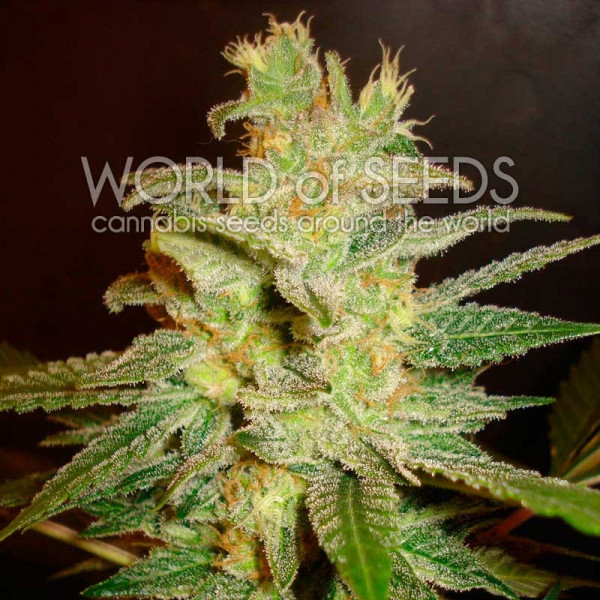 An image of Northern Light x Big Bud Early Harvest