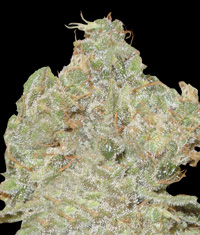 An image of Strawberry Blue