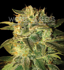 An image of Sugar Mango Ryder