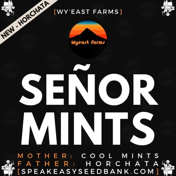 An image of Señor Mints