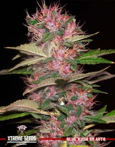 An image of Blue Kush 99 Auto