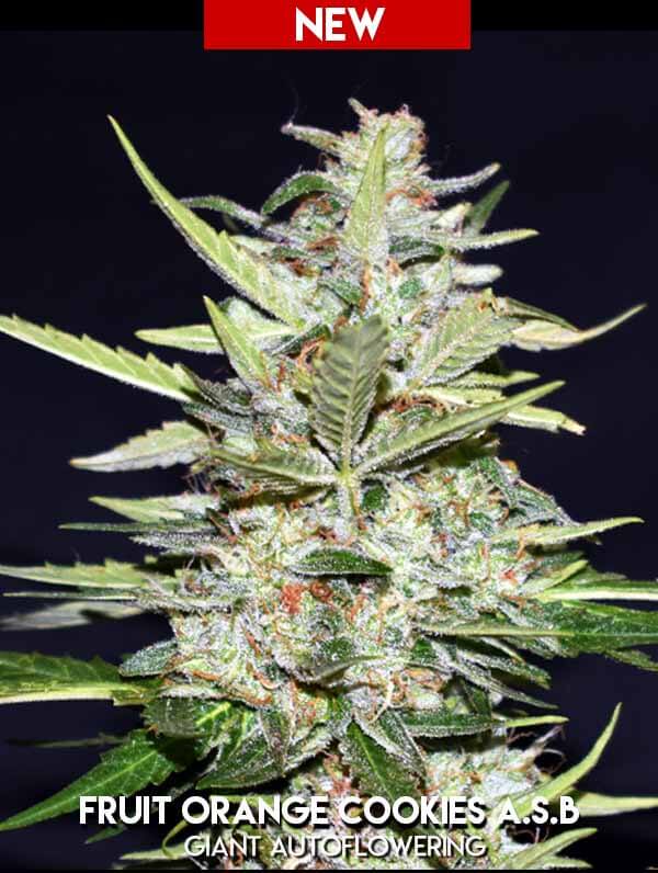 An image of Fruit Orange Cookies ASB