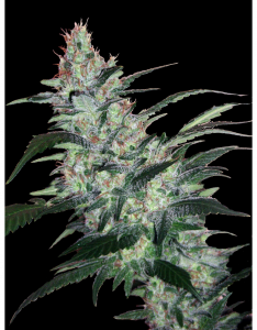 An image of OG Kush Express Auto