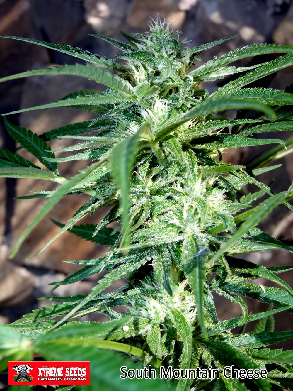 An image of South Mountain Cheese
