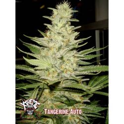 An image of Tangerine Auto