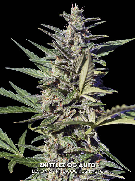 An image of Zkittlez OG Auto