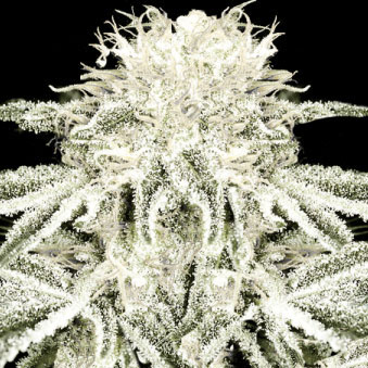 An image of Double Diamond