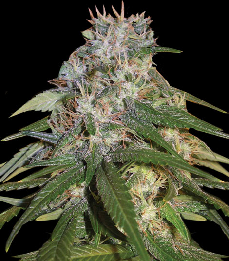 An image of Jamaican High Grade