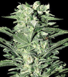 An image of Jamaican Sensi