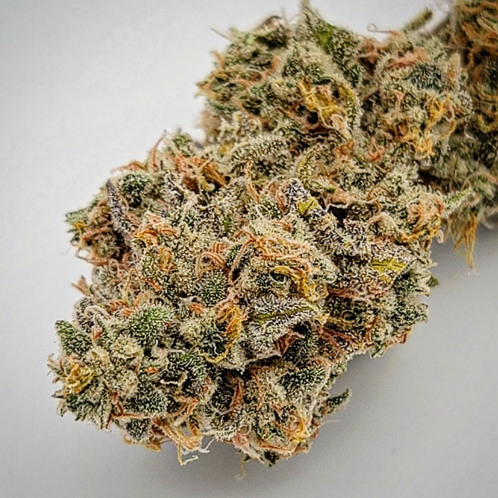 An image of Blueberry Knockout
