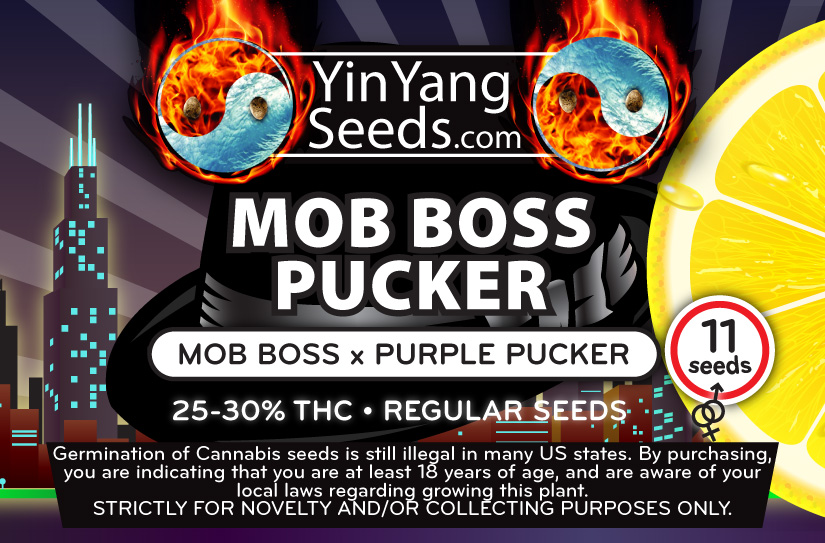 An image of Mob Boss Pucker