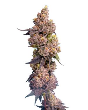 An image of Ultra Boof